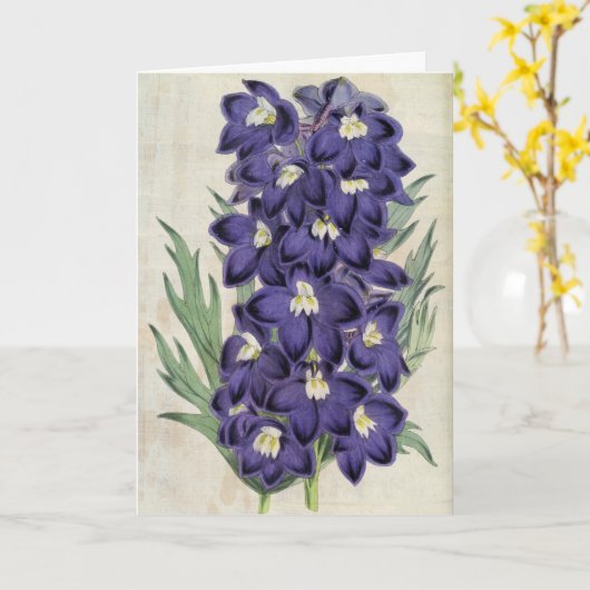  botanische Fraser's bijen Larkspur Kaart (Gele Bloem)