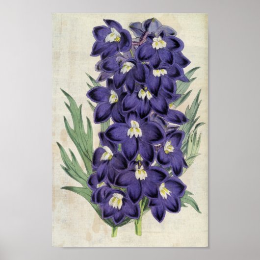botanische Fraser's bijen Larkspur Poster (Voorkant)
