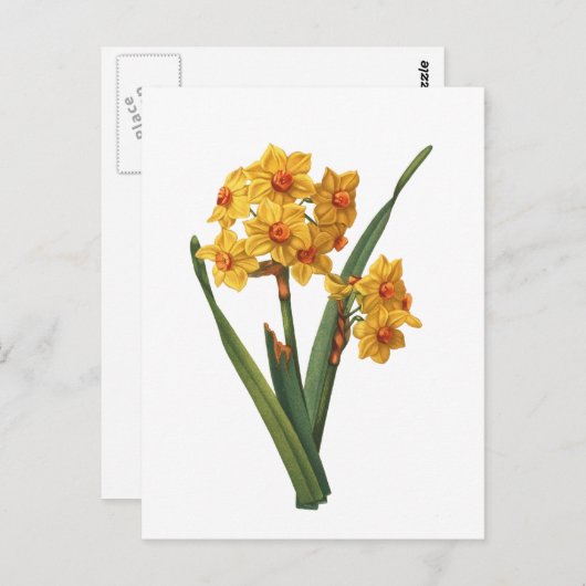 Botanische gele diaffodil briefkaart (Voorkant / Achterkant)