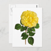 Botanische Gele Pioen Briefkaart (Voorkant / Achterkant)