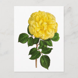 Botanische Gele Pioen Briefkaart
