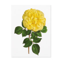 Botanische Gele Pioen