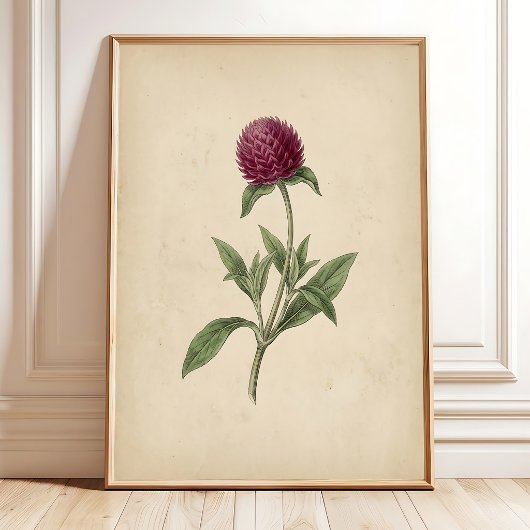 Botanische Globe Amaranth Vintage Print Kunst