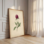 Botanische Globe Amaranth Vintage Print Kunst