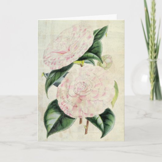 botanische graafschappen van Derby Camellia Kaart (Voorkant)