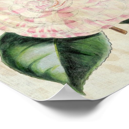  botanische graafschappen van Derby Camellia Poster (Hoek)