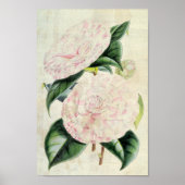  botanische graafschappen van Derby Camellia Poster (Voorkant)