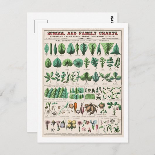 botanische grafiek: Bladeren en bloemen Briefkaart (Voorkant / Achterkant)