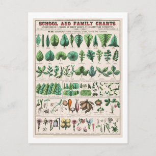 botanische grafiek: Bladeren en bloemen Briefkaart