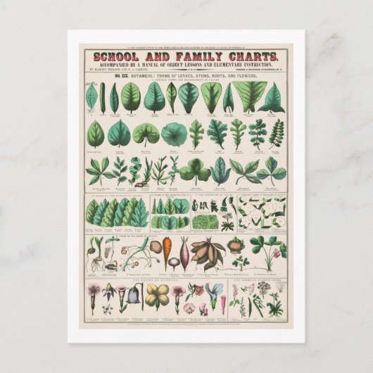  botanische grafiek: Bladeren en bloemen Briefkaart (Voorkant)