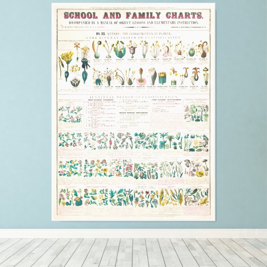 botanische grafiek: classificatie van Planten Canvas Afdruk (Insitu (Houten vloer))