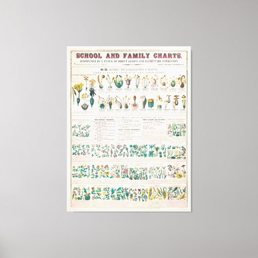  botanische grafiek: classificatie van Planten Canvas Afdruk (Voorkant)