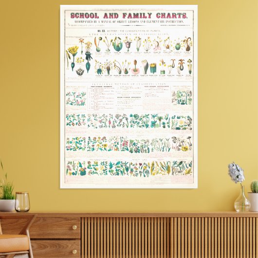 botanische grafiek: classificatie van Planten Canvas Afdruk (Insitu (Woonkamer))