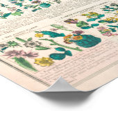 botanische grafiek: classificatie van Planten Poster (Hoek)