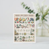  botanische grafiek: Economisch gebruik van Plante Briefkaart (Staand voorkant)