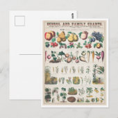  botanische grafiek: Economisch gebruik van Plante Briefkaart (Voorkant / Achterkant)