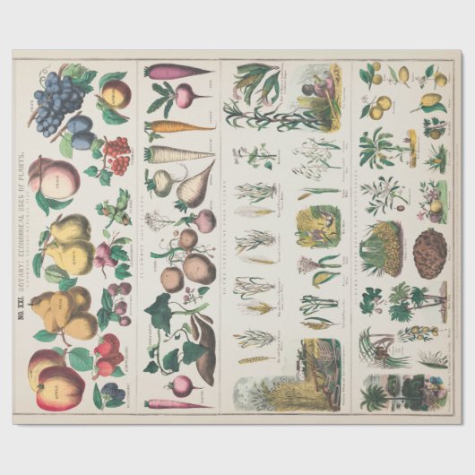  botanische grafiek: Economisch gebruik van Plante Cadeaupapier (Vlak)