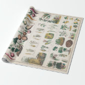  botanische grafiek: Economisch gebruik van Plante Cadeaupapier (Uitgerold)