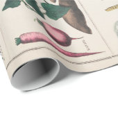  botanische grafiek: Economisch gebruik van Plante Cadeaupapier (Rol Hoek)