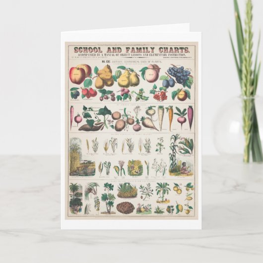  botanische grafiek: economisch gebruik van Plante Kaart (Voorkant)