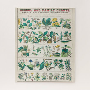  botanische grafiek: economisch gebruik van Plante Legpuzzel