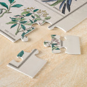 botanische grafiek: economisch gebruik van Plante Legpuzzel (Zijkant)