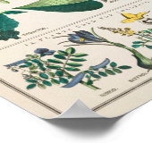 botanische grafiek: economisch gebruik van Plante Poster (Hoek)