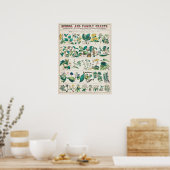 botanische grafiek: economisch gebruik van Plante Poster (Keuken)