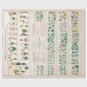  botanische grafiek: Indeling van Planten Cadeaupapier