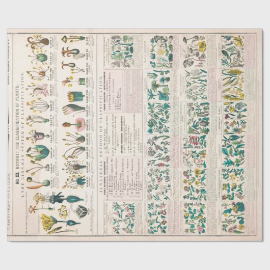 botanische grafiek: Indeling van Planten Cadeaupapier (Vlak)