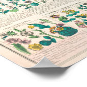  botanische grafiek poster (Hoek)