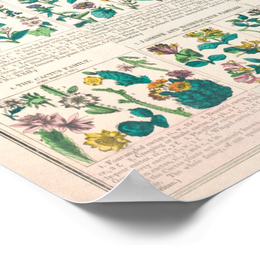  botanische grafiek poster (Hoek)