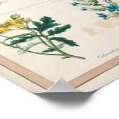  botanische grafiek poster (Hoek)