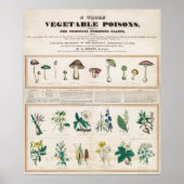  botanische grafiek poster (Voorkant)