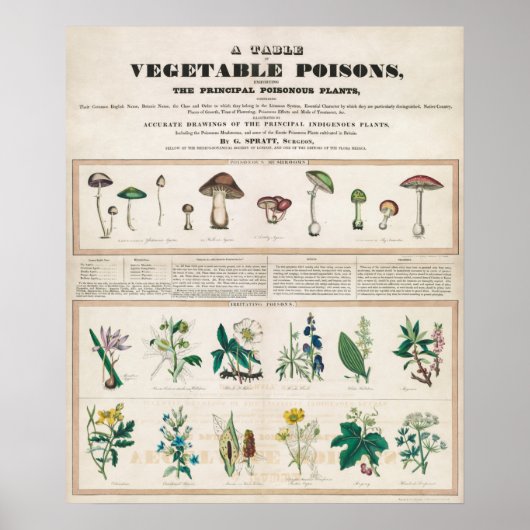  botanische grafiek poster (Voorkant)