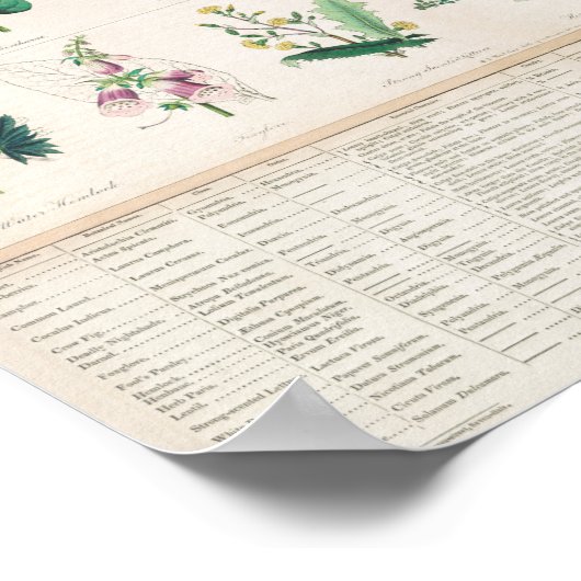  botanische grafiek poster (Hoek)