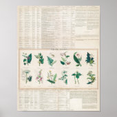  botanische grafiek poster (Voorkant)