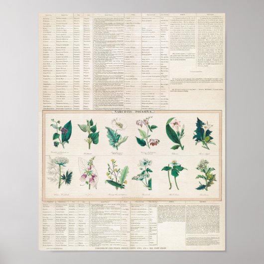  botanische grafiek poster (Voorkant)
