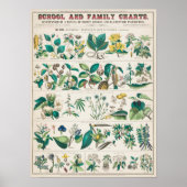  botanische grafiek poster (Voorkant)