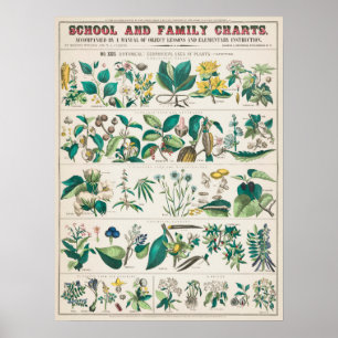  botanische grafiek poster