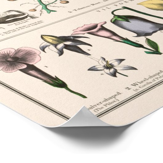  botanische grafiek poster (Hoek)