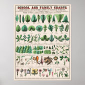  botanische grafiek poster (Voorkant)