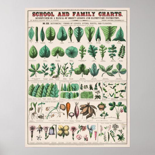  botanische grafiek poster (Voorkant)