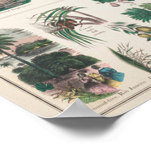 botanische grafiek poster (Hoek)