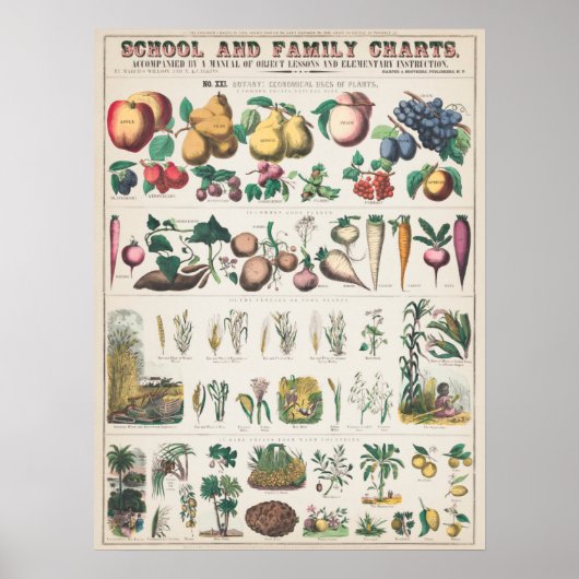  botanische grafiek poster (Voorkant)