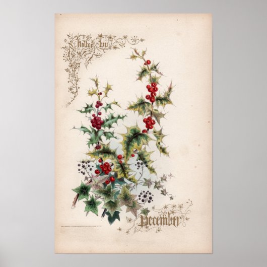 Botanische gravings, december poster (Voorkant)