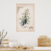 Botanische gravings, januari poster (Keuken)