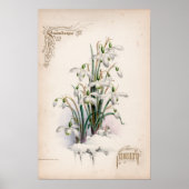 Botanische gravings, januari poster (Voorkant)
