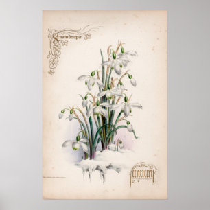 Botanische gravings, januari poster