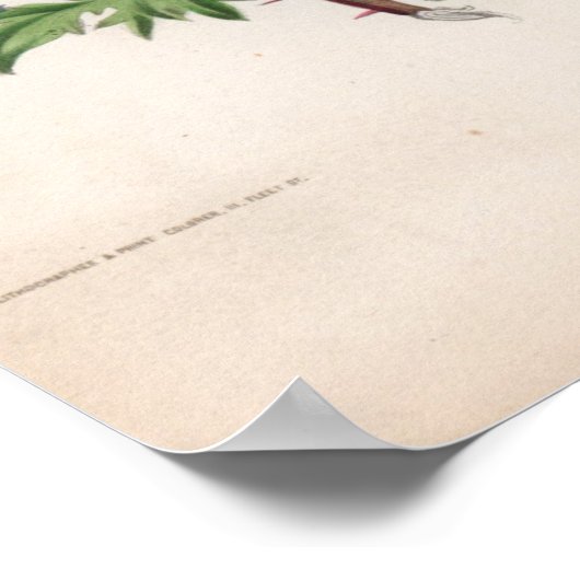 Botanische gravings, november poster (Hoek)